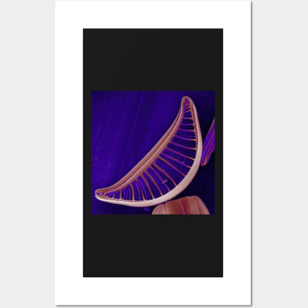 Epithemia gibberula (diatom) - Glowing Purple Wall Art by DiatomsATTACK